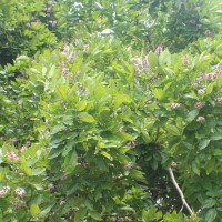 Pongamia pinnata (L.) Pierre